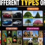 different type of